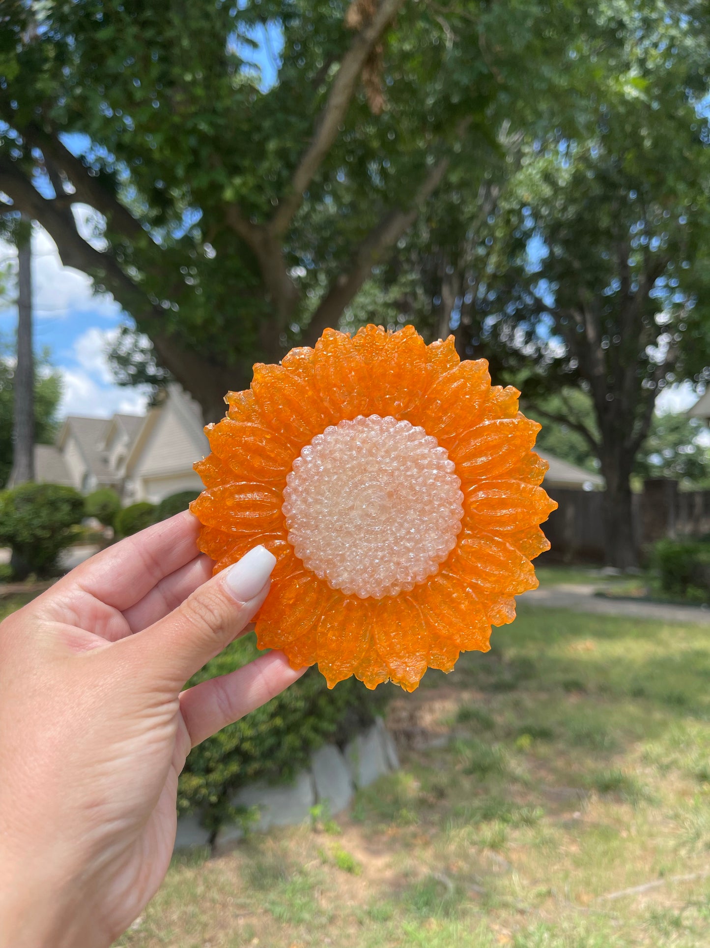 Orange/White Sunflower
