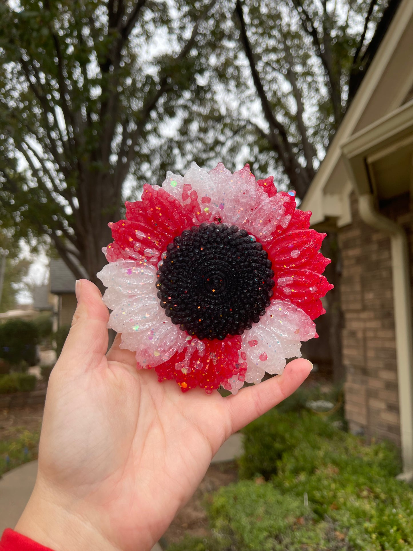 ❤️Candy Cane Sunflower🤍